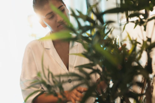 Affordable Luxury: The Rise of Bamboo and Organic Cotton Blends